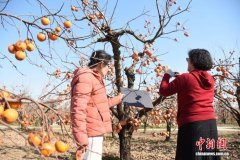 河南郑州：黄河岸畔好“柿”正当时